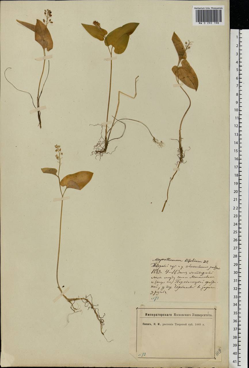 Maianthemum bifolium (L.) F.W.Schmidt, Eastern Europe, North-Western region (E2) (Russia)