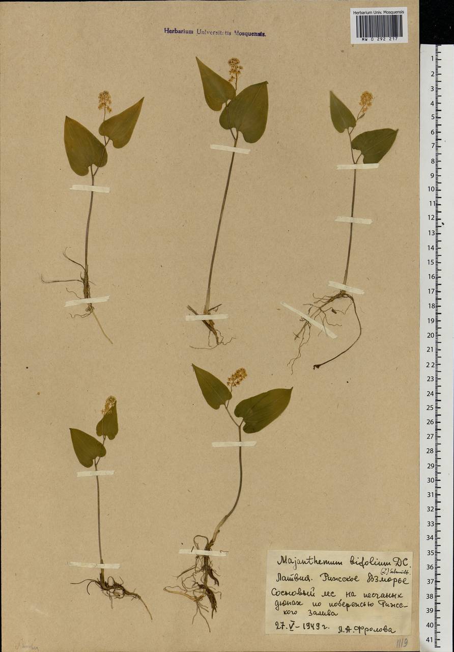 Maianthemum bifolium (L.) F.W.Schmidt, Eastern Europe, Latvia (E2b) (Latvia)