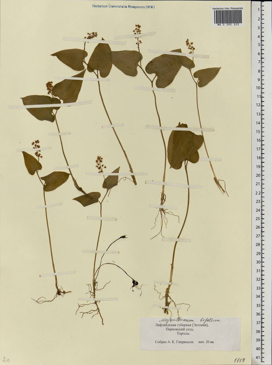 Maianthemum bifolium (L.) F.W.Schmidt, Eastern Europe, Estonia (E2c) (Estonia)