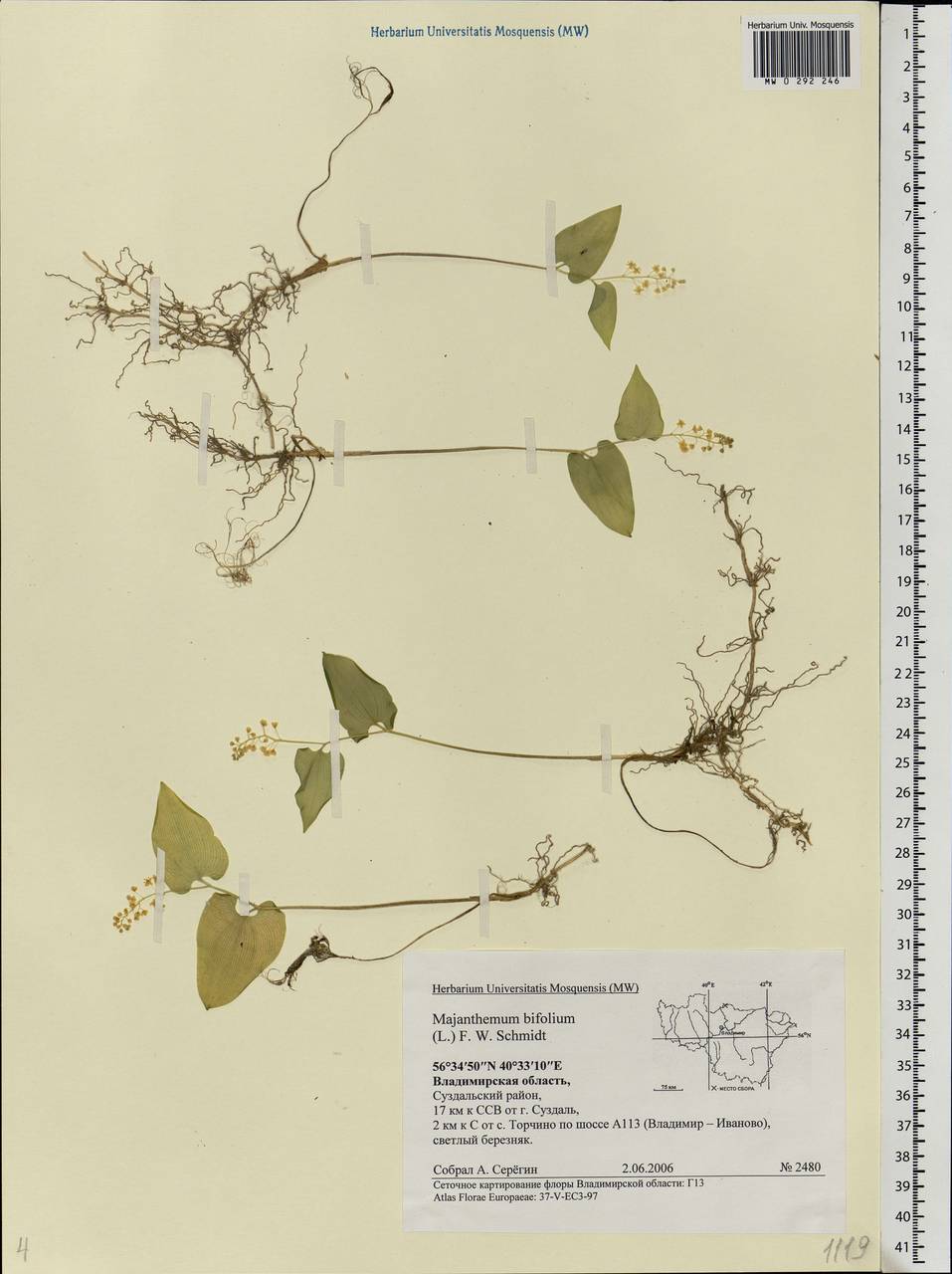 Maianthemum bifolium (L.) F.W.Schmidt, Eastern Europe, Central region (E4) (Russia)