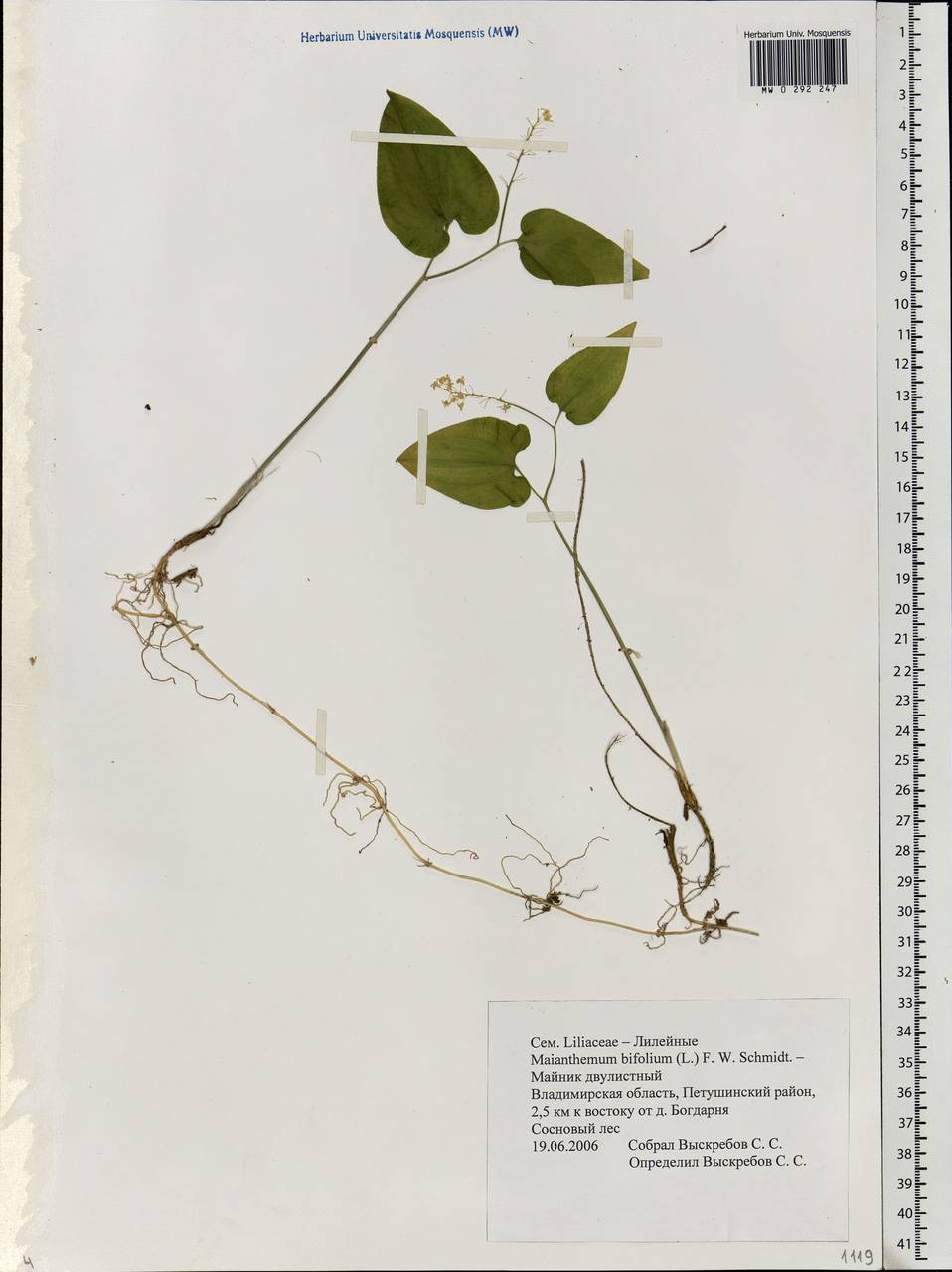 Maianthemum bifolium (L.) F.W.Schmidt, Eastern Europe, Central region (E4) (Russia)