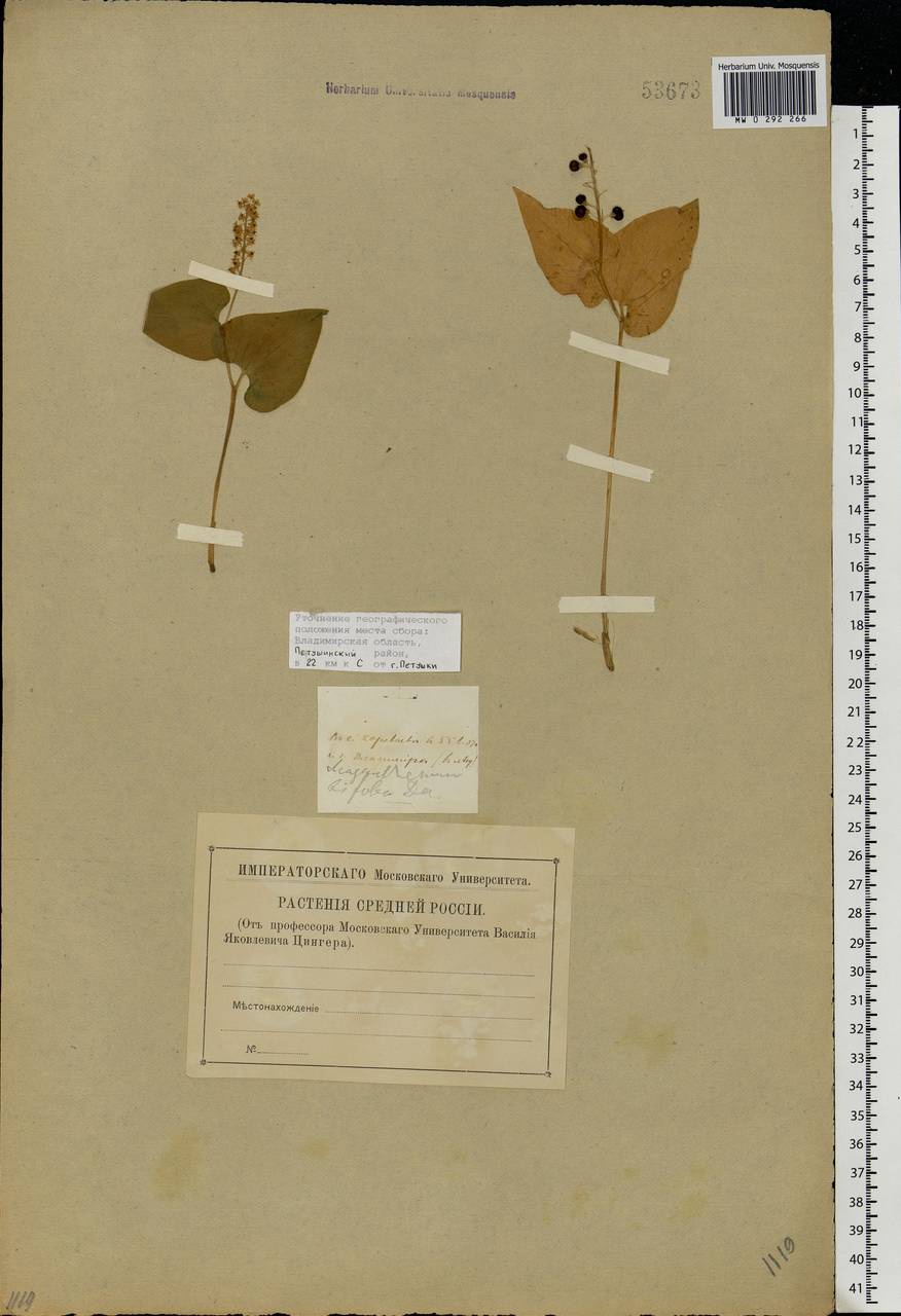 Maianthemum bifolium (L.) F.W.Schmidt, Eastern Europe, Central region (E4) (Russia)