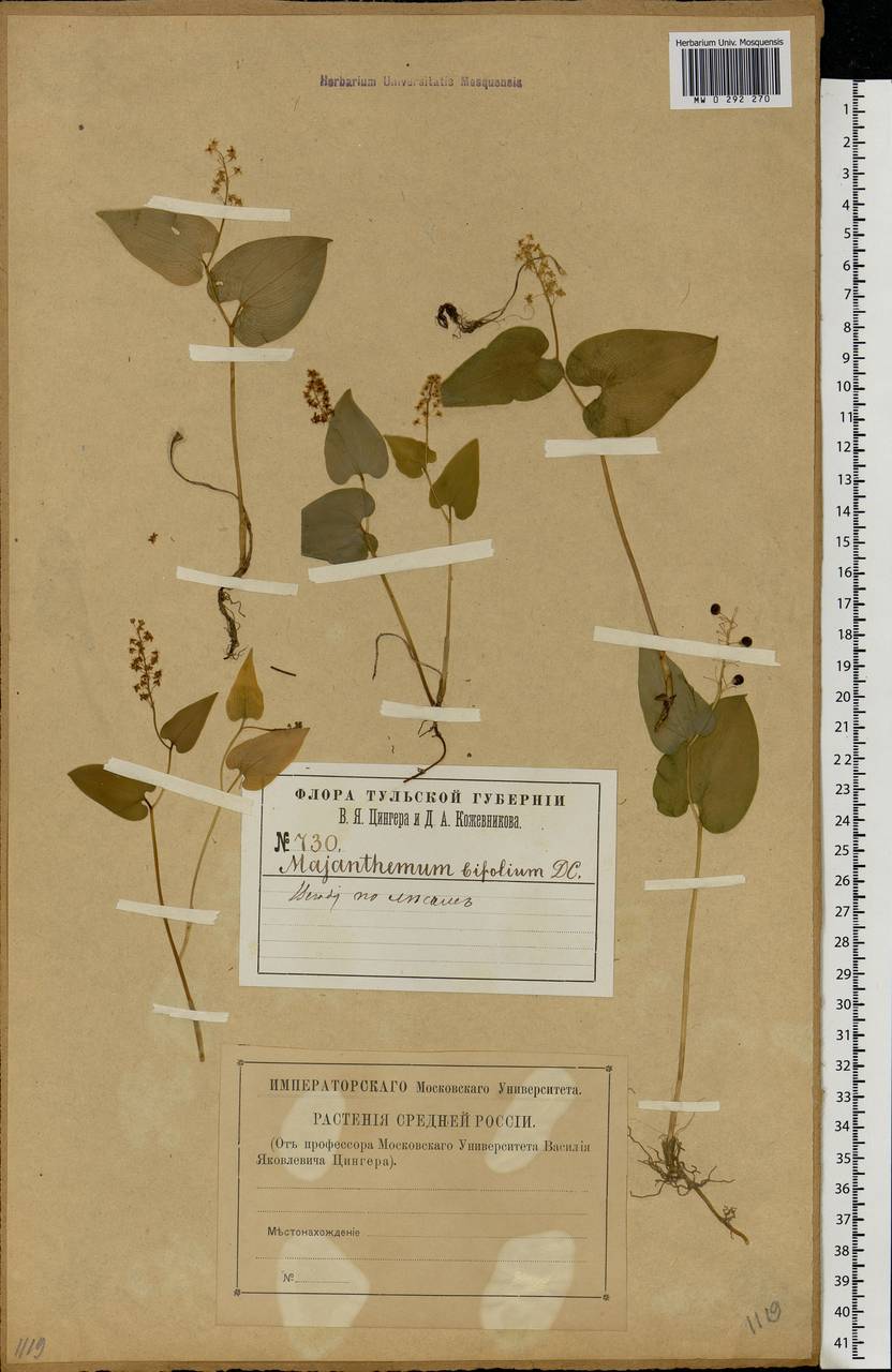 Maianthemum bifolium (L.) F.W.Schmidt, Eastern Europe, Central region (E4) (Russia)