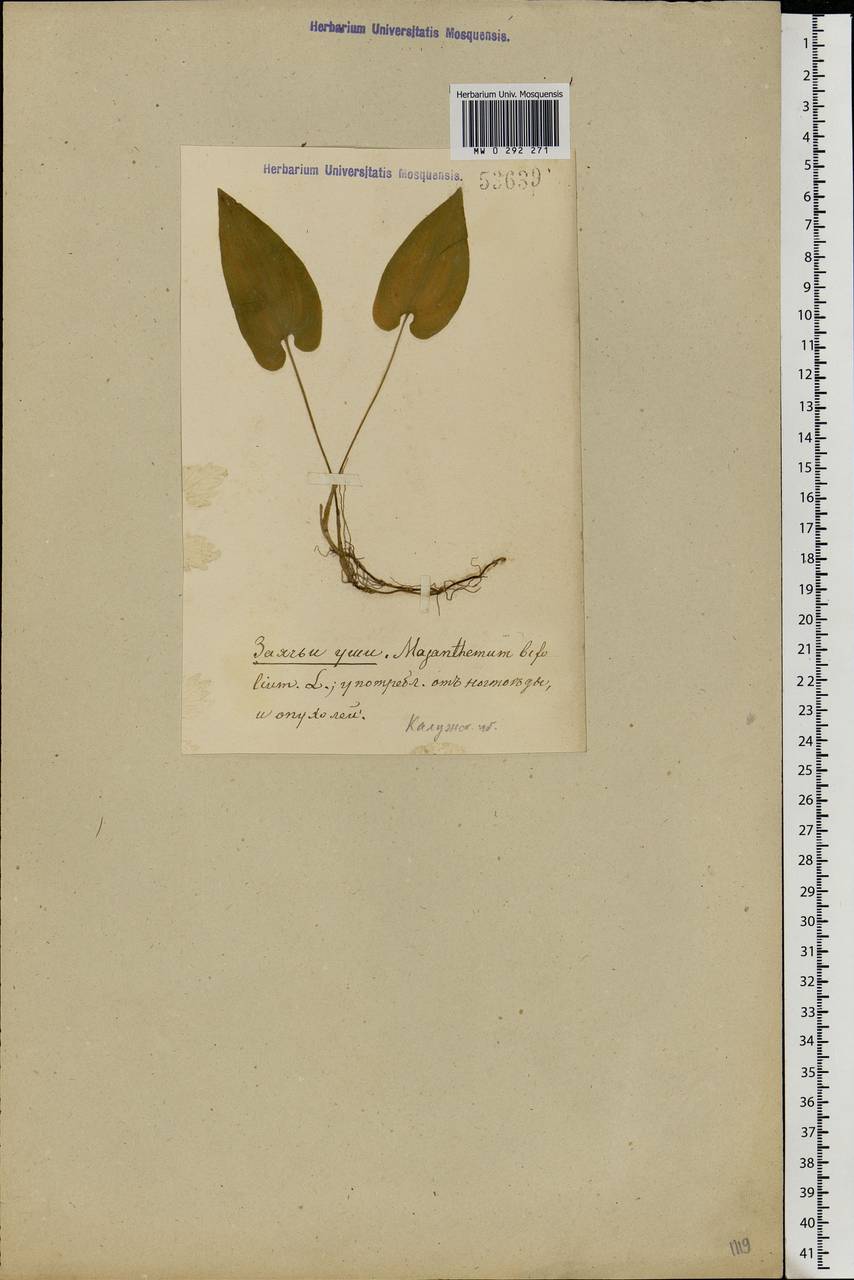 Maianthemum bifolium (L.) F.W.Schmidt, Eastern Europe, Central region (E4) (Russia)