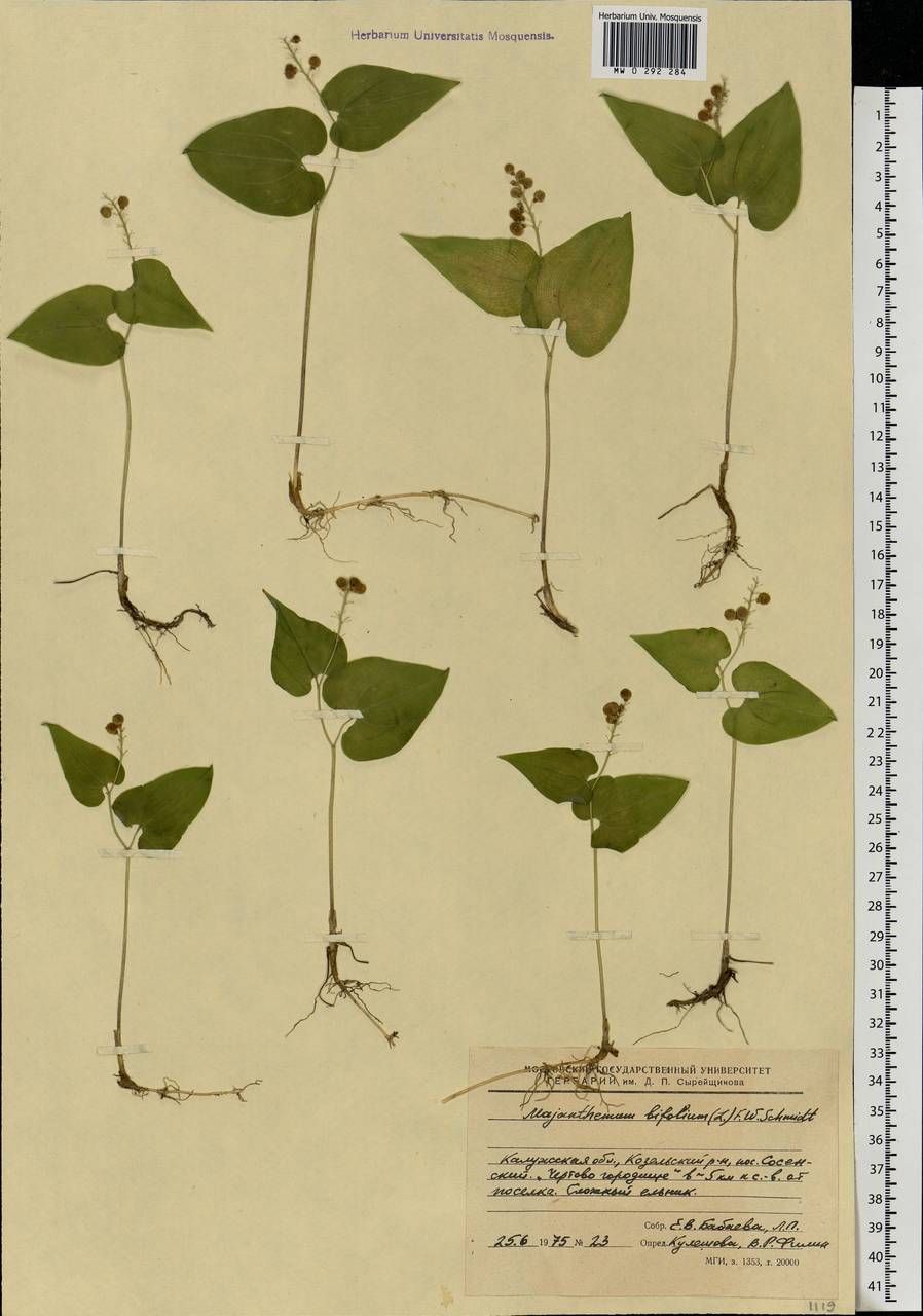 Maianthemum bifolium (L.) F.W.Schmidt, Eastern Europe, Central region (E4) (Russia)