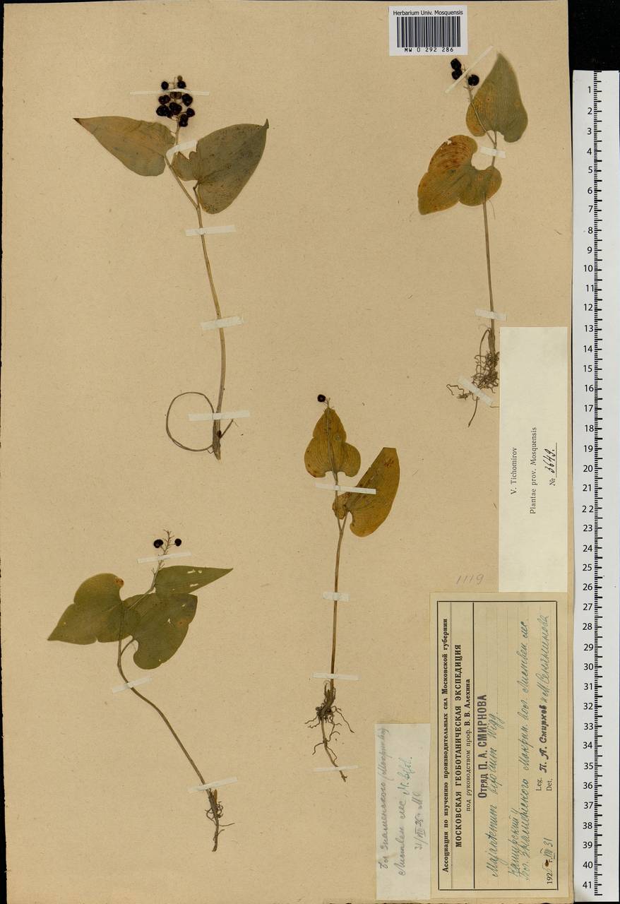 Maianthemum bifolium (L.) F.W.Schmidt, Eastern Europe, Central region (E4) (Russia)