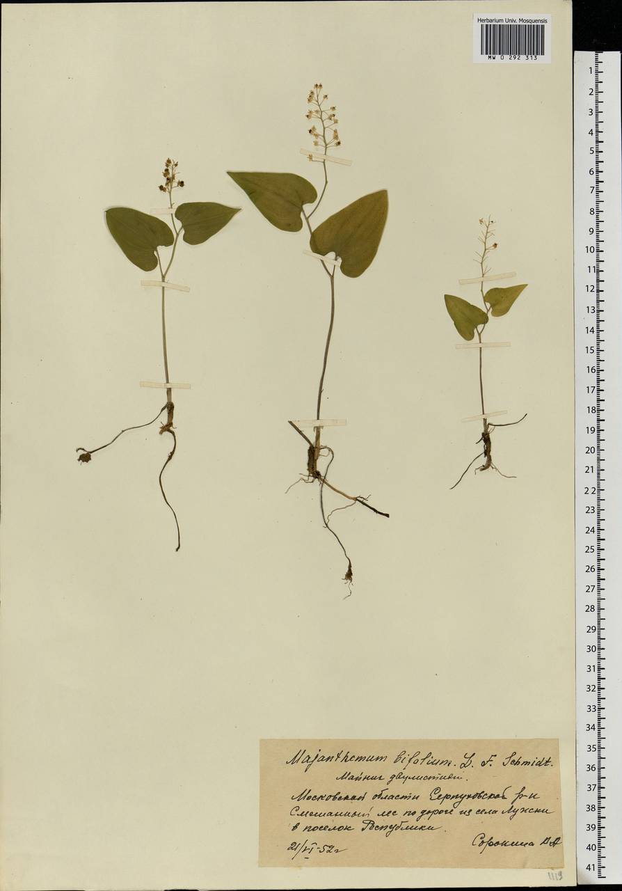 Maianthemum bifolium (L.) F.W.Schmidt, Eastern Europe, Moscow region (E4a) (Russia)