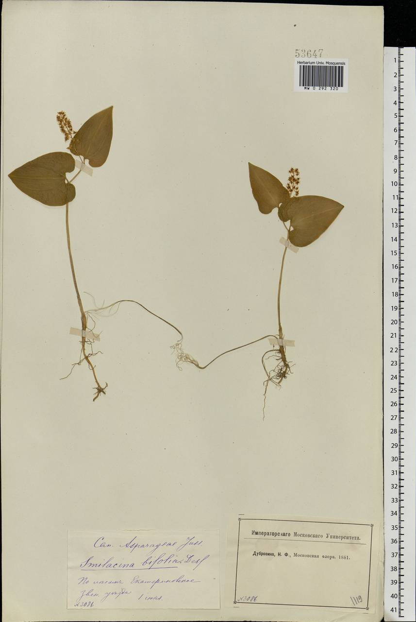 Maianthemum bifolium (L.) F.W.Schmidt, Eastern Europe, Moscow region (E4a) (Russia)