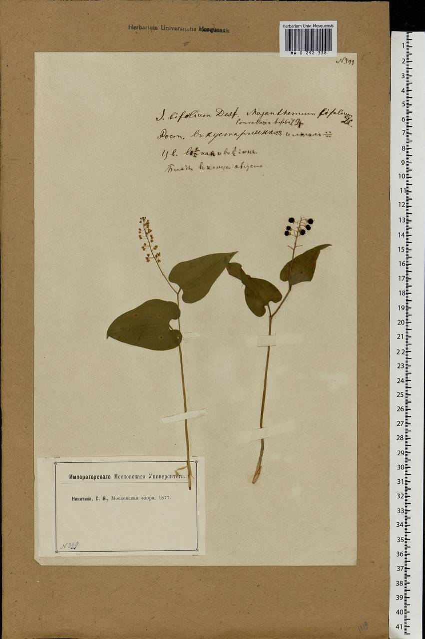 Maianthemum bifolium (L.) F.W.Schmidt, Eastern Europe, Moscow region (E4a) (Russia)