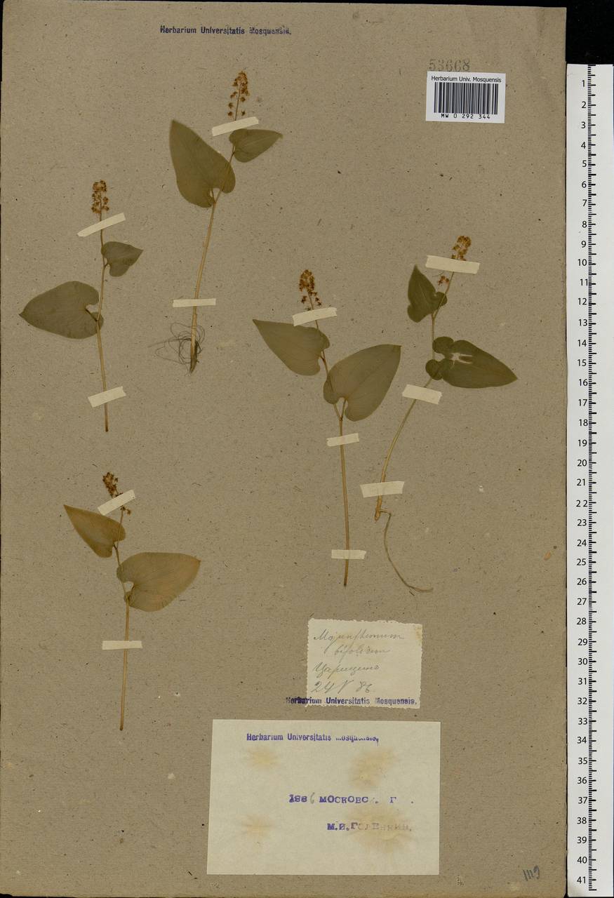 Maianthemum bifolium (L.) F.W.Schmidt, Eastern Europe, Moscow region (E4a) (Russia)