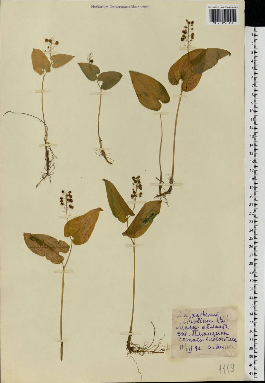 Maianthemum bifolium (L.) F.W.Schmidt, Eastern Europe, Moscow region (E4a) (Russia)