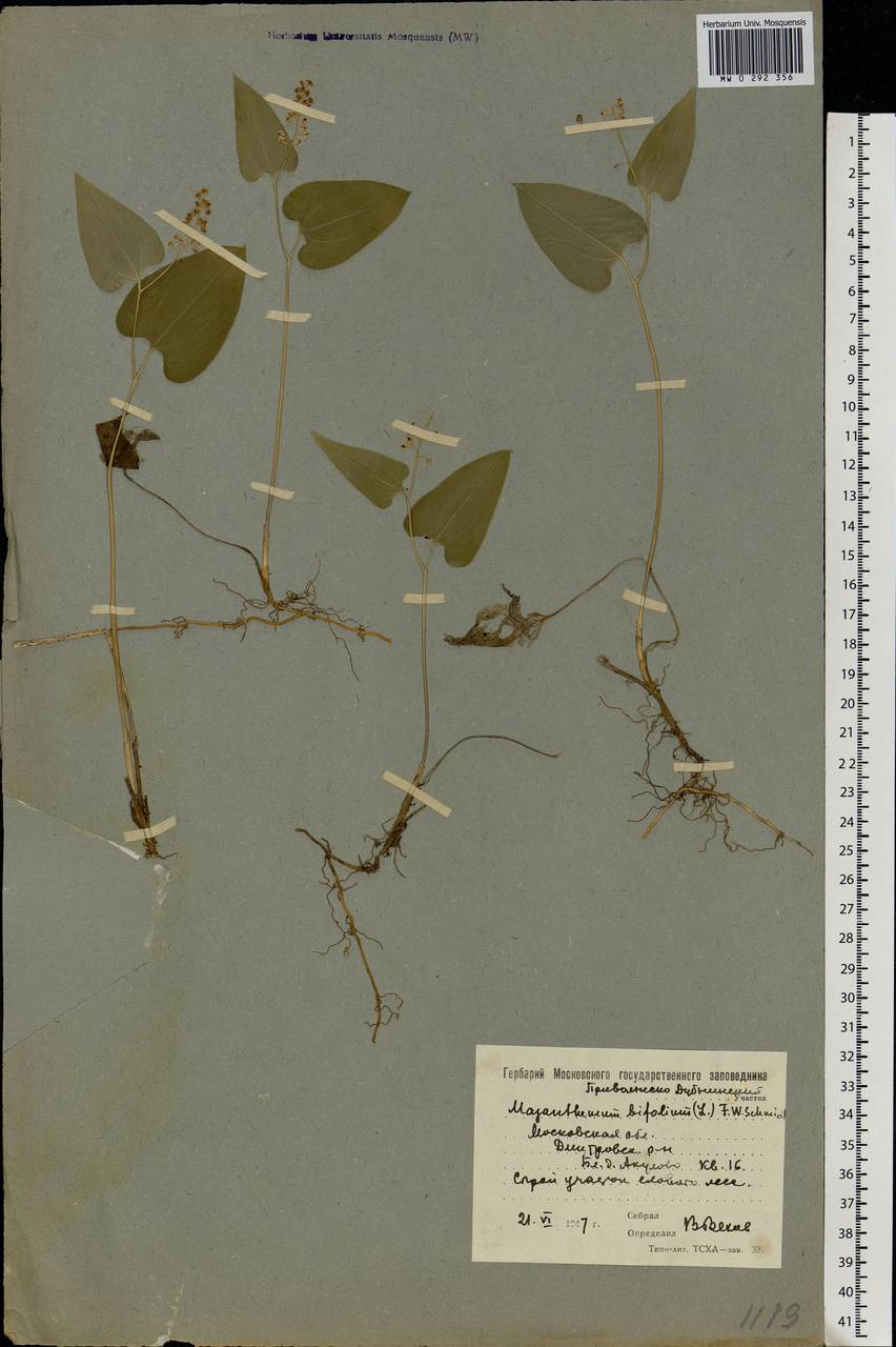 Maianthemum bifolium (L.) F.W.Schmidt, Eastern Europe, Moscow region (E4a) (Russia)