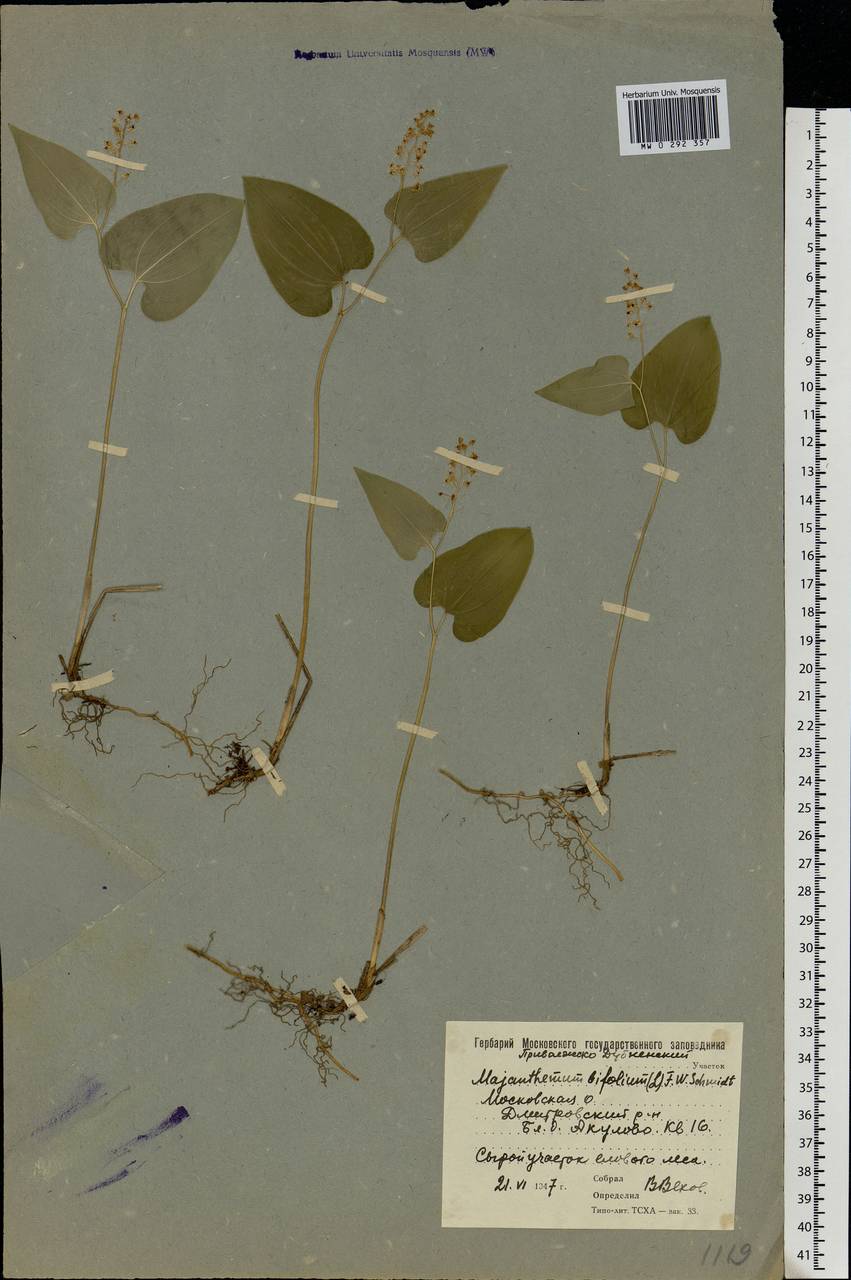 Maianthemum bifolium (L.) F.W.Schmidt, Eastern Europe, Moscow region (E4a) (Russia)