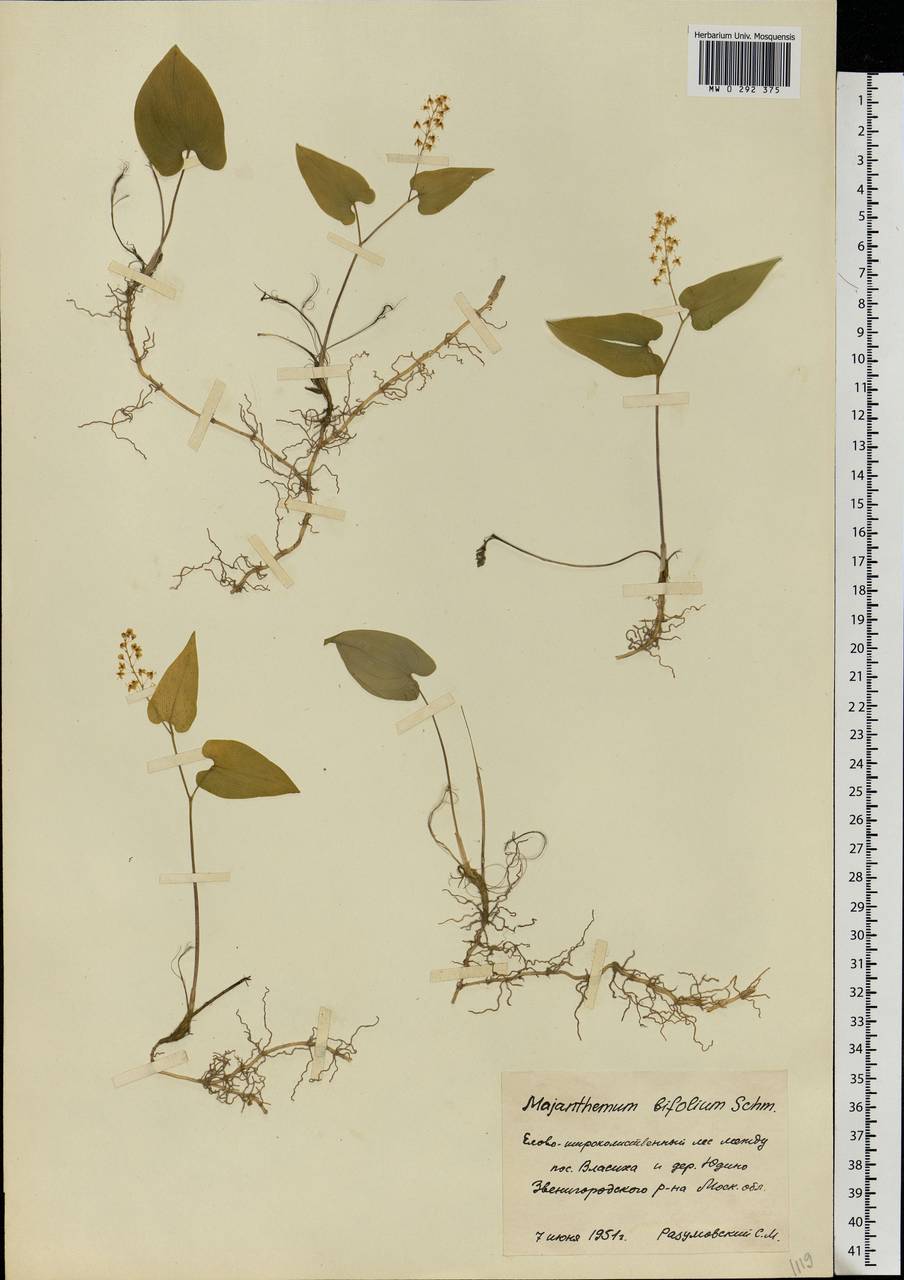 Maianthemum bifolium (L.) F.W.Schmidt, Eastern Europe, Moscow region (E4a) (Russia)