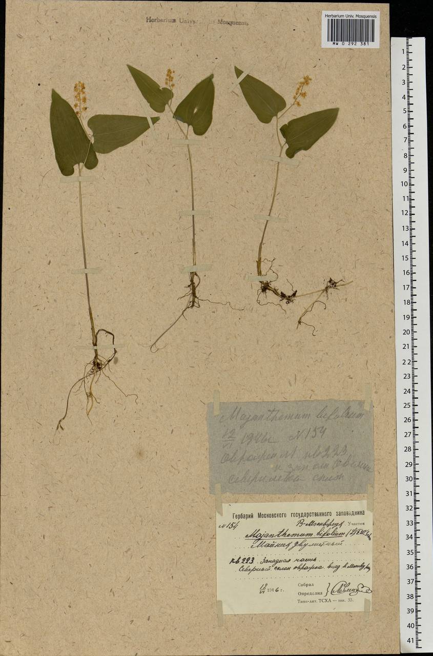 Maianthemum bifolium (L.) F.W.Schmidt, Eastern Europe, Moscow region (E4a) (Russia)