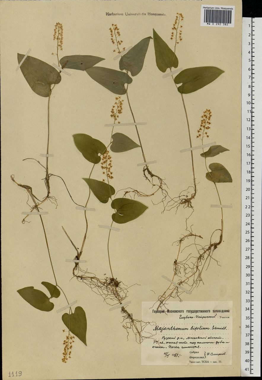 Maianthemum bifolium (L.) F.W.Schmidt, Eastern Europe, Moscow region (E4a) (Russia)