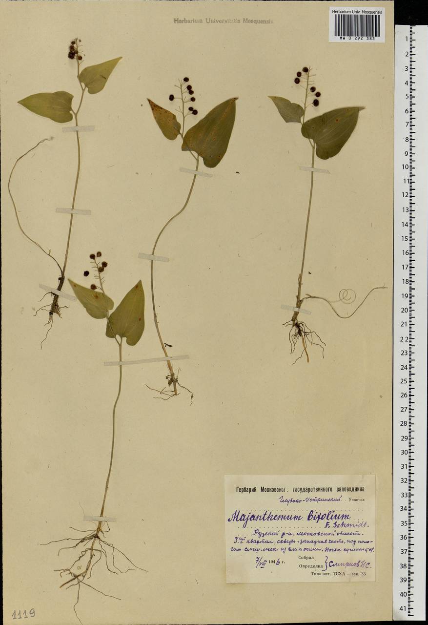 Maianthemum bifolium (L.) F.W.Schmidt, Eastern Europe, Moscow region (E4a) (Russia)