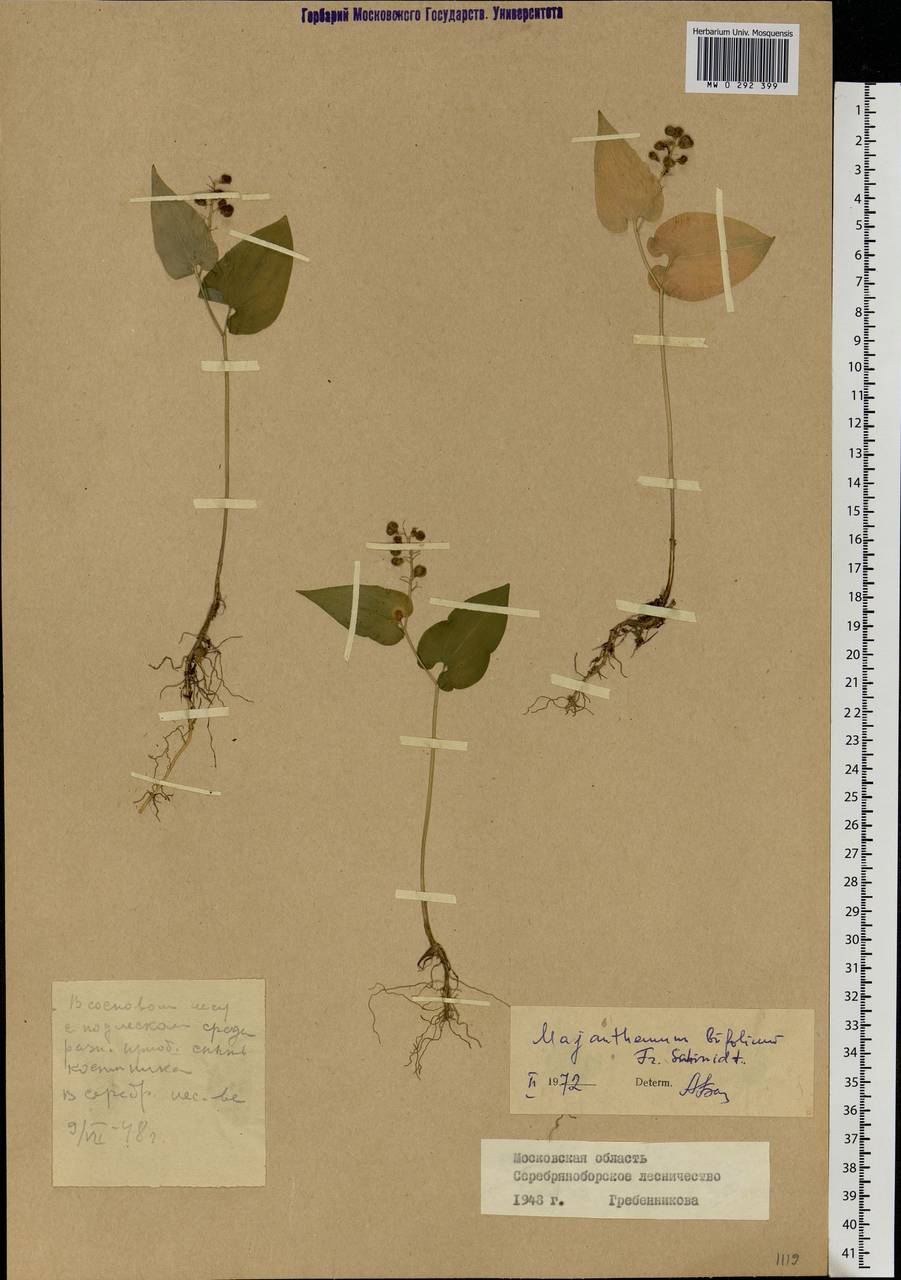 Maianthemum bifolium (L.) F.W.Schmidt, Eastern Europe, Moscow region (E4a) (Russia)