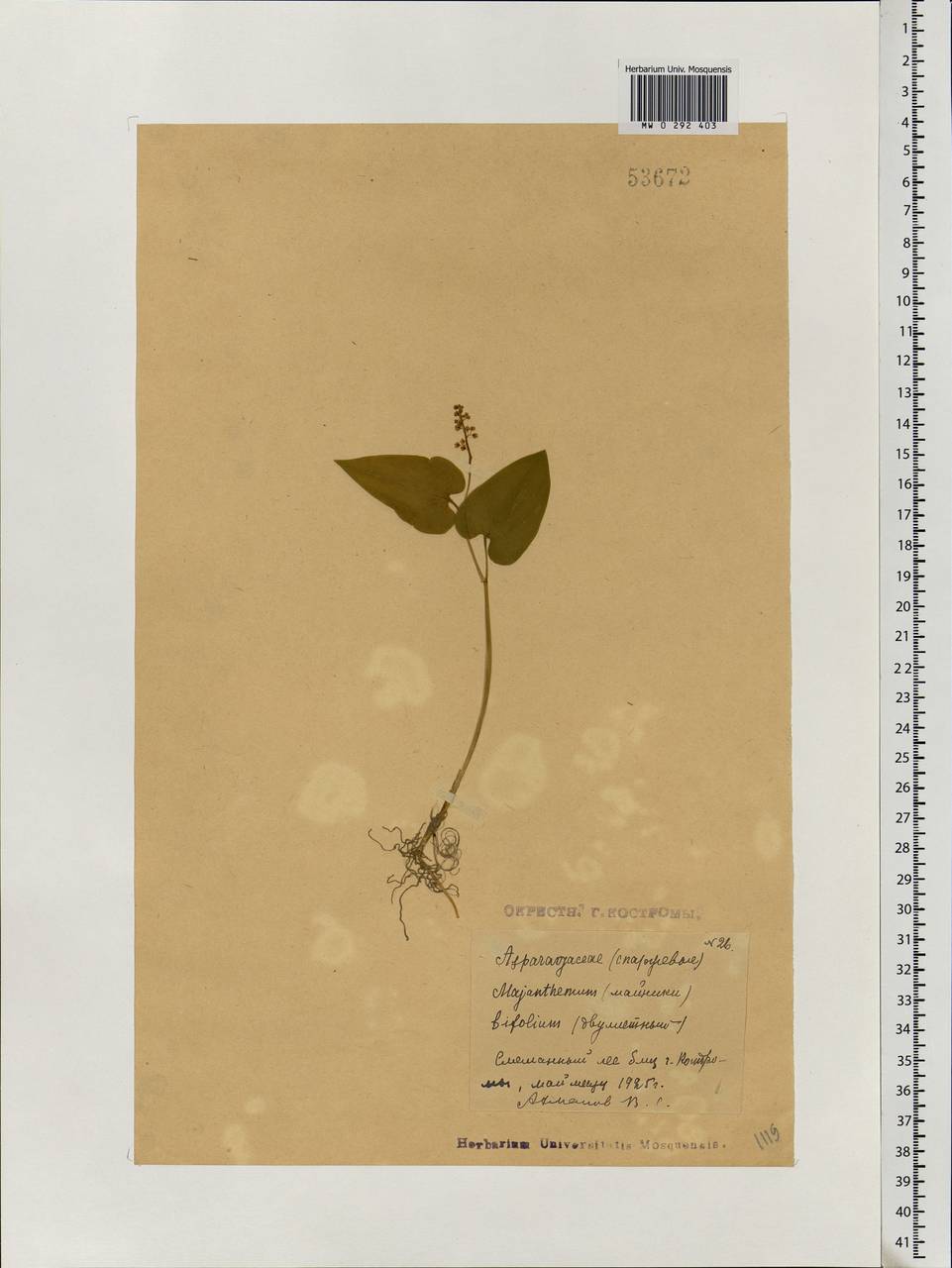Maianthemum bifolium (L.) F.W.Schmidt, Eastern Europe, Central forest region (E5) (Russia)