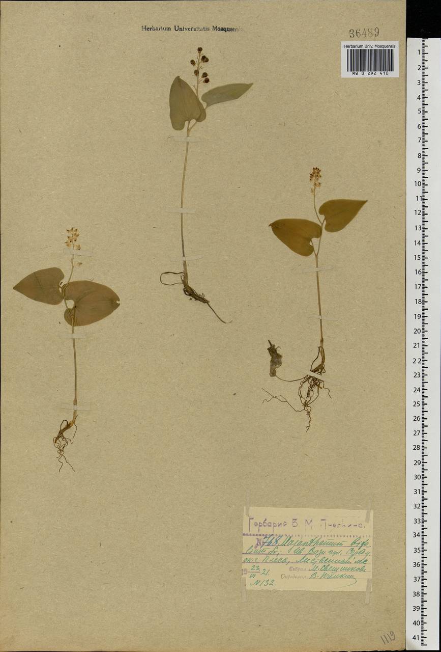 Maianthemum bifolium (L.) F.W.Schmidt, Eastern Europe, Central forest region (E5) (Russia)