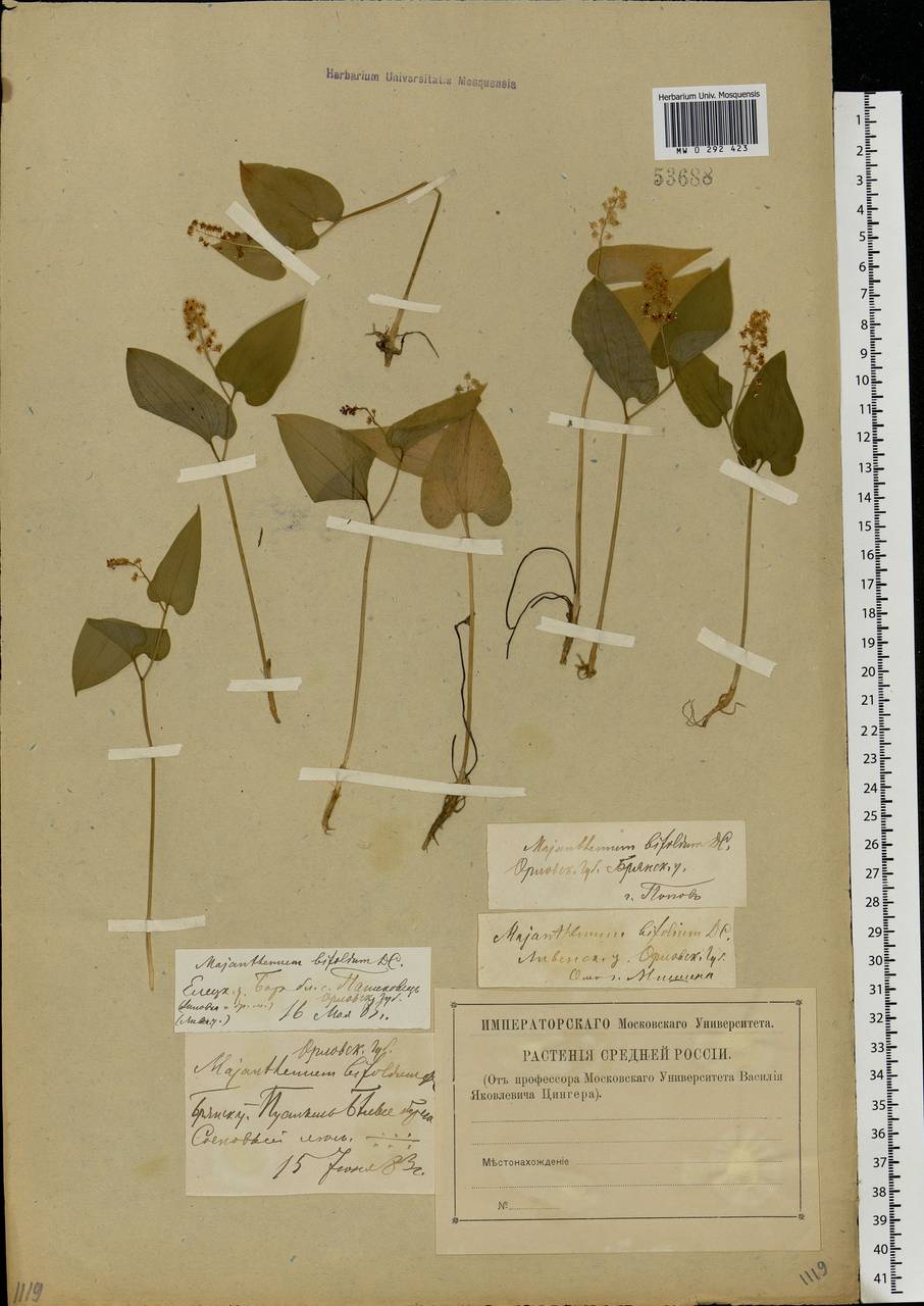 Maianthemum bifolium (L.) F.W.Schmidt, Eastern Europe, Western region (E3) (Russia)
