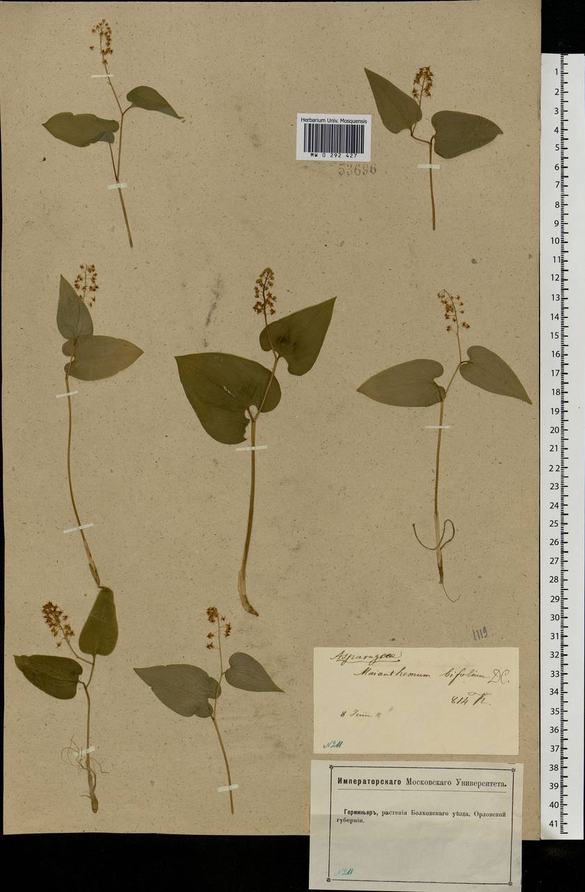 Maianthemum bifolium (L.) F.W.Schmidt, Eastern Europe, Central forest-and-steppe region (E6) (Russia)