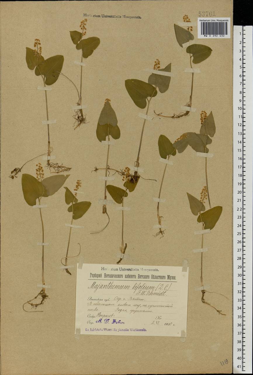 Maianthemum bifolium (L.) F.W.Schmidt, Eastern Europe, Volga-Kama region (E7) (Russia)