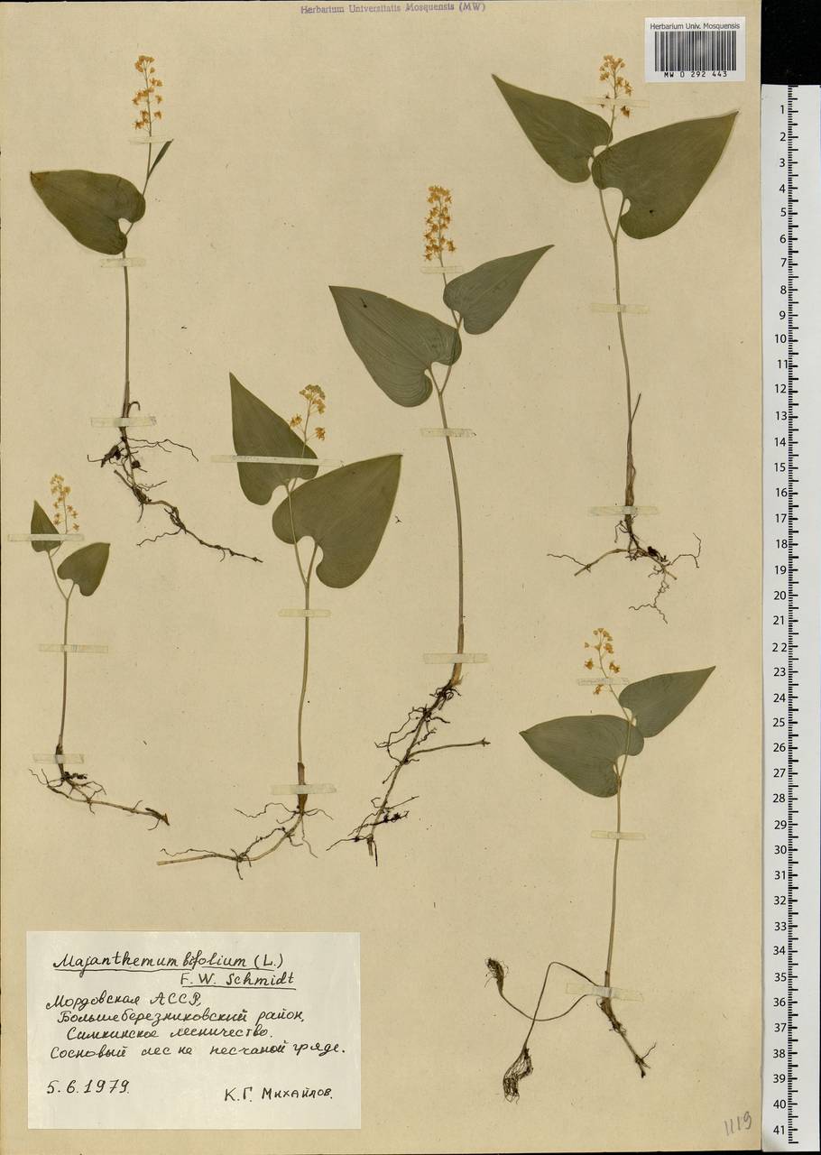 Maianthemum bifolium (L.) F.W.Schmidt, Eastern Europe, Middle Volga region (E8) (Russia)