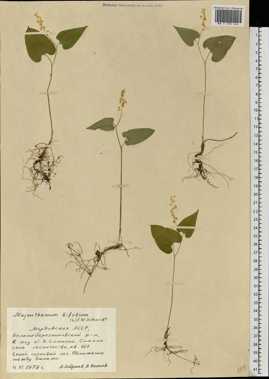 Maianthemum bifolium (L.) F.W.Schmidt, Eastern Europe, Middle Volga region (E8) (Russia)