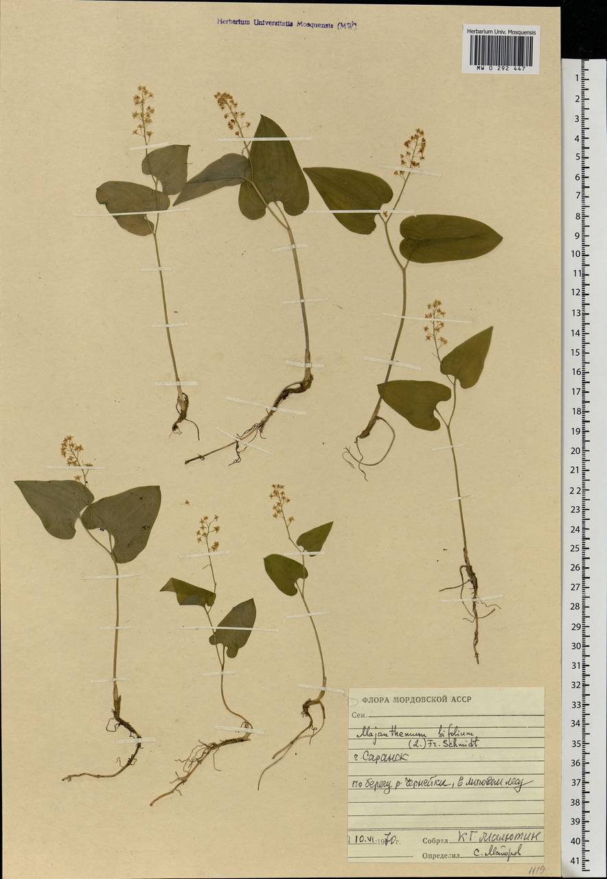 Maianthemum bifolium (L.) F.W.Schmidt, Eastern Europe, Middle Volga region (E8) (Russia)