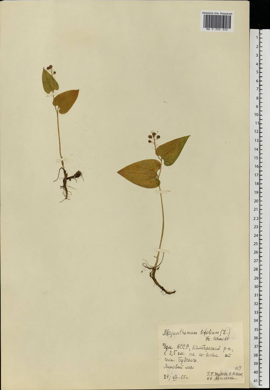 Maianthemum bifolium (L.) F.W.Schmidt, Eastern Europe, Volga-Kama region (E7) (Russia)