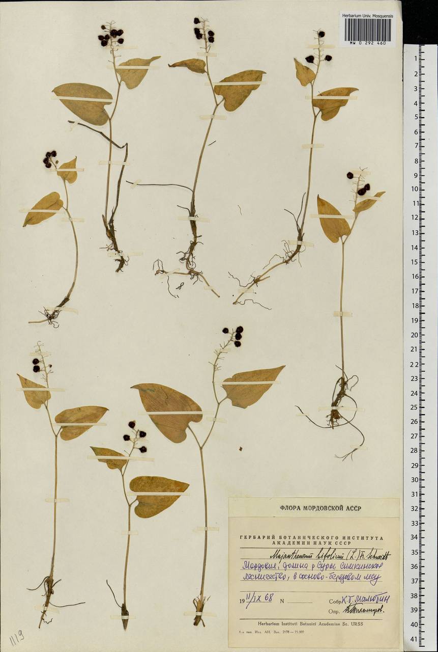 Maianthemum bifolium (L.) F.W.Schmidt, Eastern Europe, Middle Volga region (E8) (Russia)