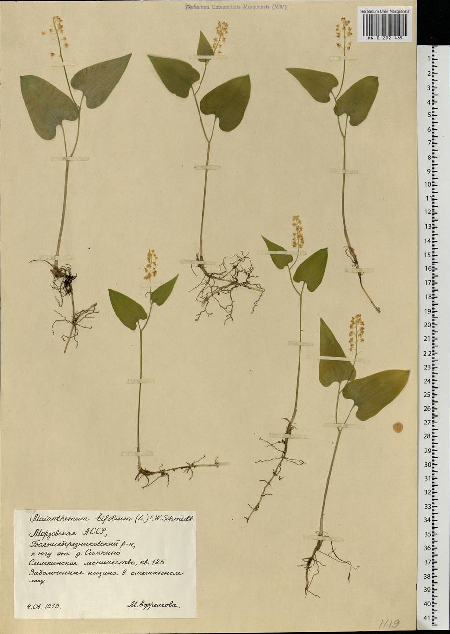 Maianthemum bifolium (L.) F.W.Schmidt, Eastern Europe, Middle Volga region (E8) (Russia)