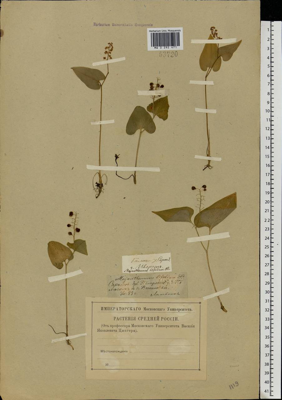 Maianthemum bifolium (L.) F.W.Schmidt, Eastern Europe, Lower Volga region (E9) (Russia)