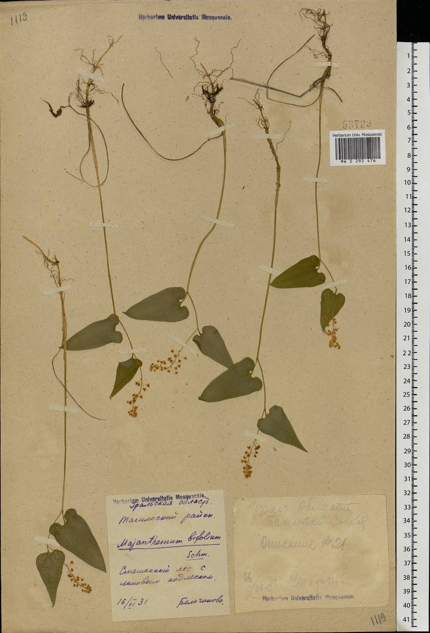 Maianthemum bifolium (L.) F.W.Schmidt, Eastern Europe, Eastern region (E10) (Russia)