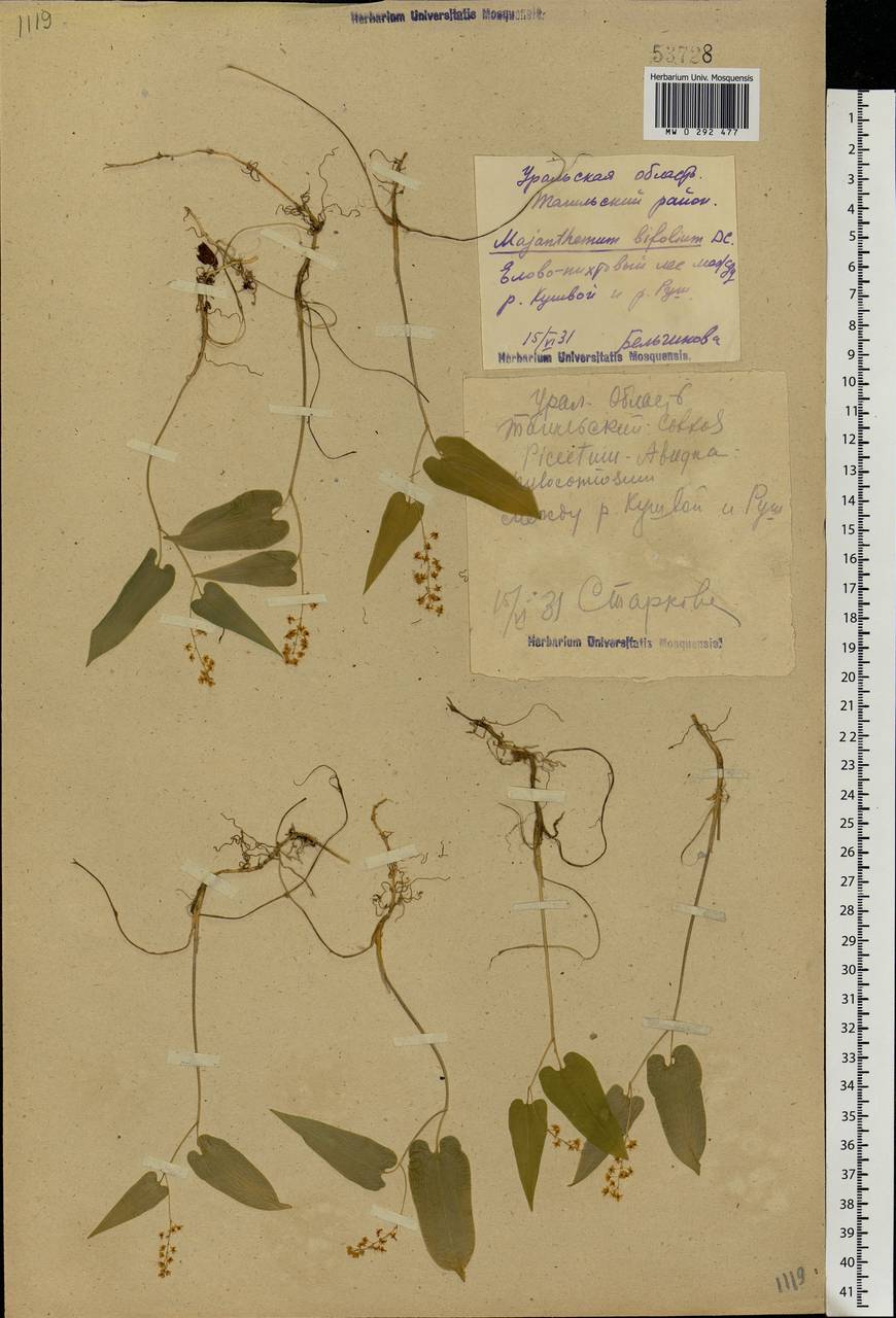 Maianthemum bifolium (L.) F.W.Schmidt, Eastern Europe, Eastern region (E10) (Russia)