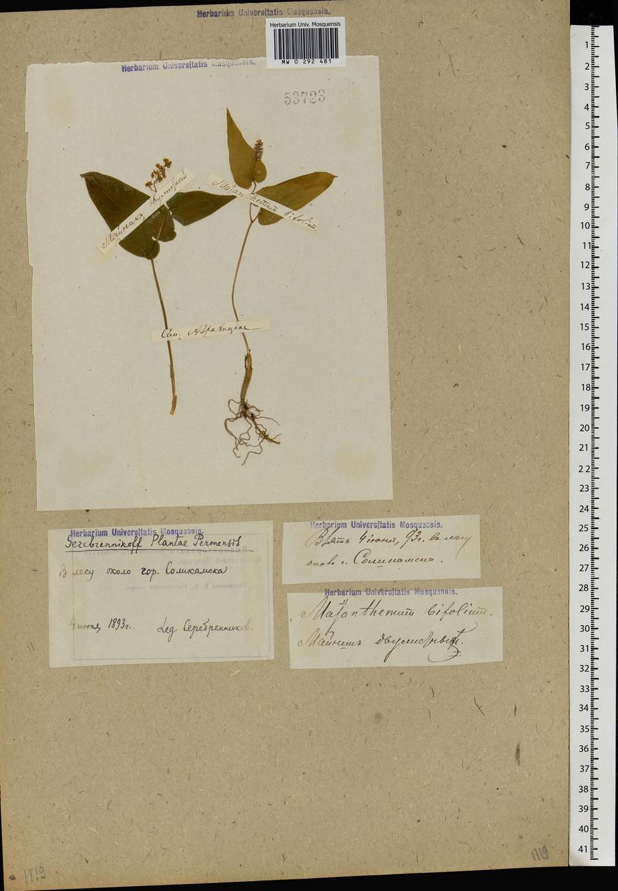 Maianthemum bifolium (L.) F.W.Schmidt, Eastern Europe, Eastern region (E10) (Russia)