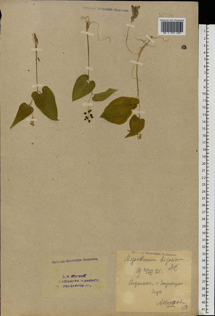 Maianthemum bifolium (L.) F.W.Schmidt, Eastern Europe, Eastern region (E10) (Russia)