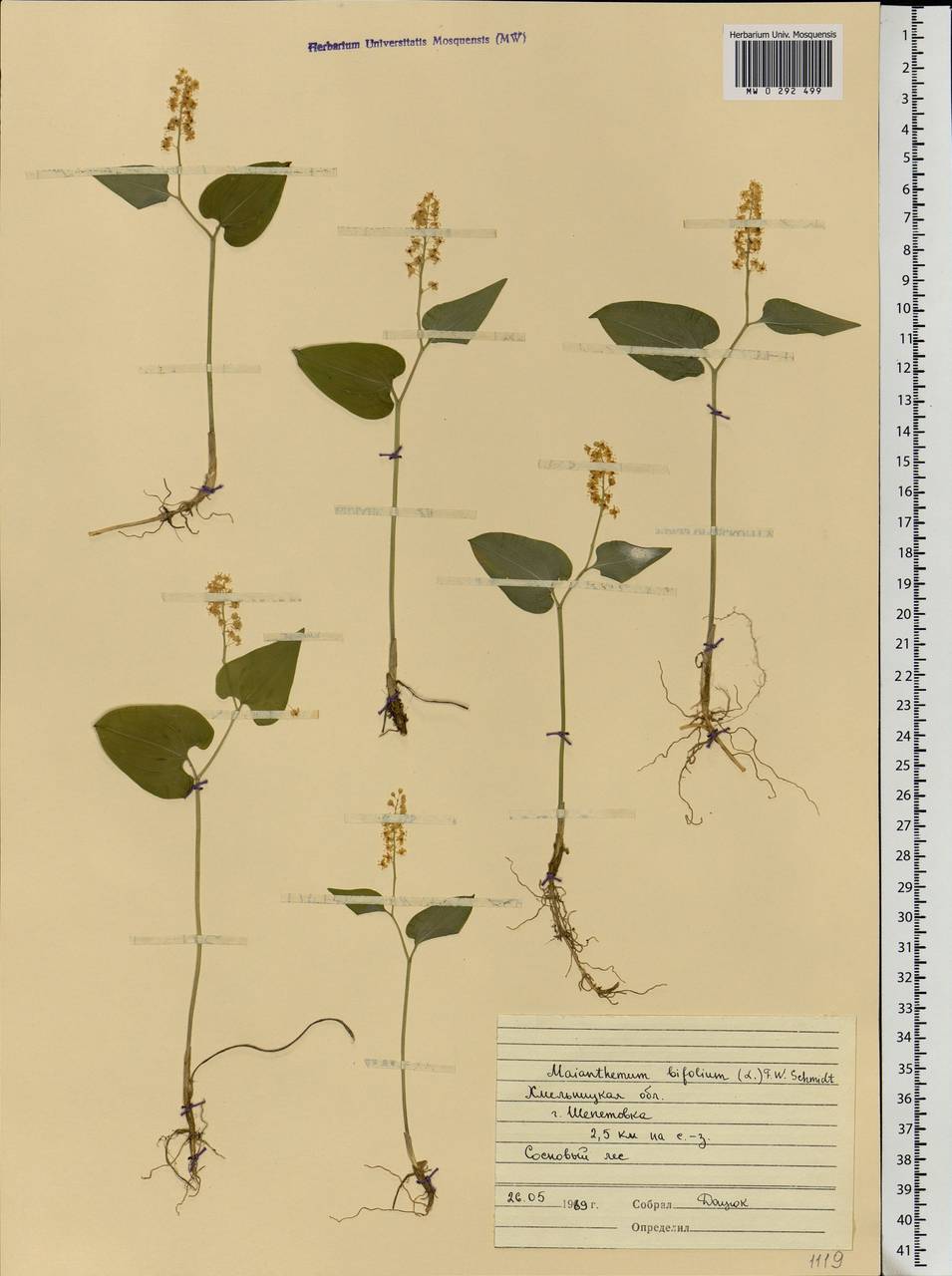 Maianthemum bifolium (L.) F.W.Schmidt, Eastern Europe, South Ukrainian region (E12) (Ukraine)