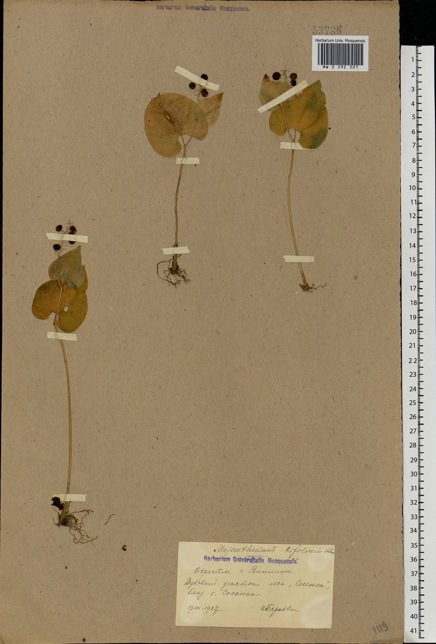 Maianthemum bifolium (L.) F.W.Schmidt, Eastern Europe, South Ukrainian region (E12) (Ukraine)