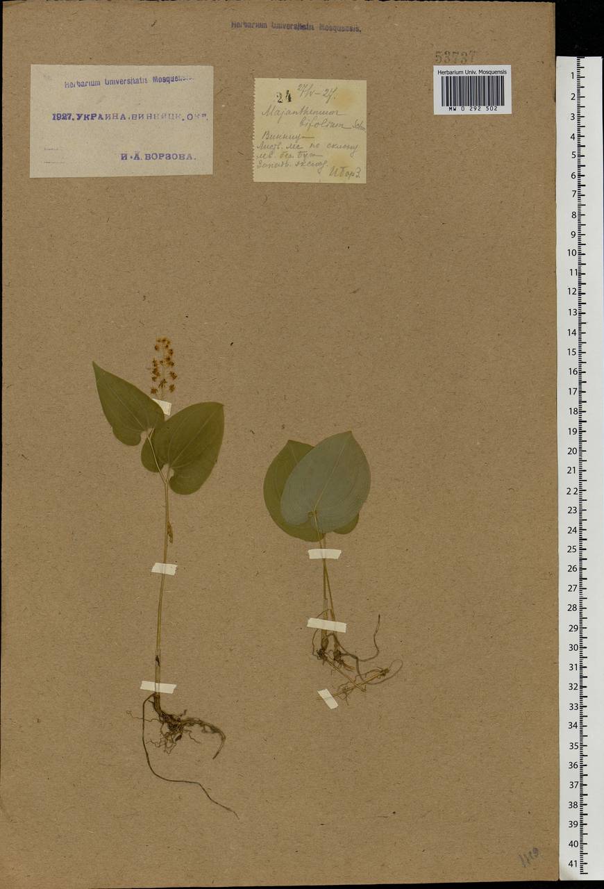 Maianthemum bifolium (L.) F.W.Schmidt, Eastern Europe, South Ukrainian region (E12) (Ukraine)
