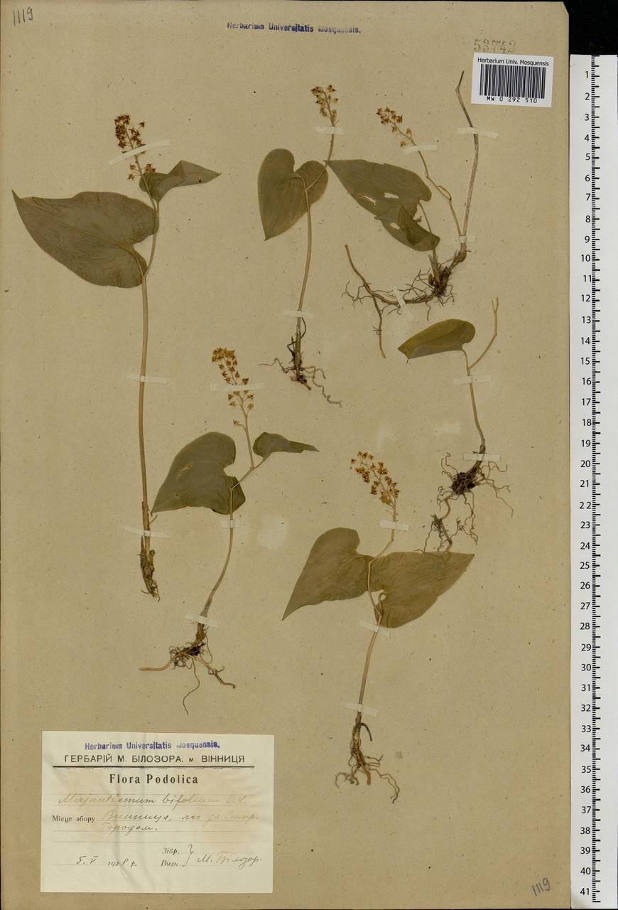 Maianthemum bifolium (L.) F.W.Schmidt, Eastern Europe, South Ukrainian region (E12) (Ukraine)