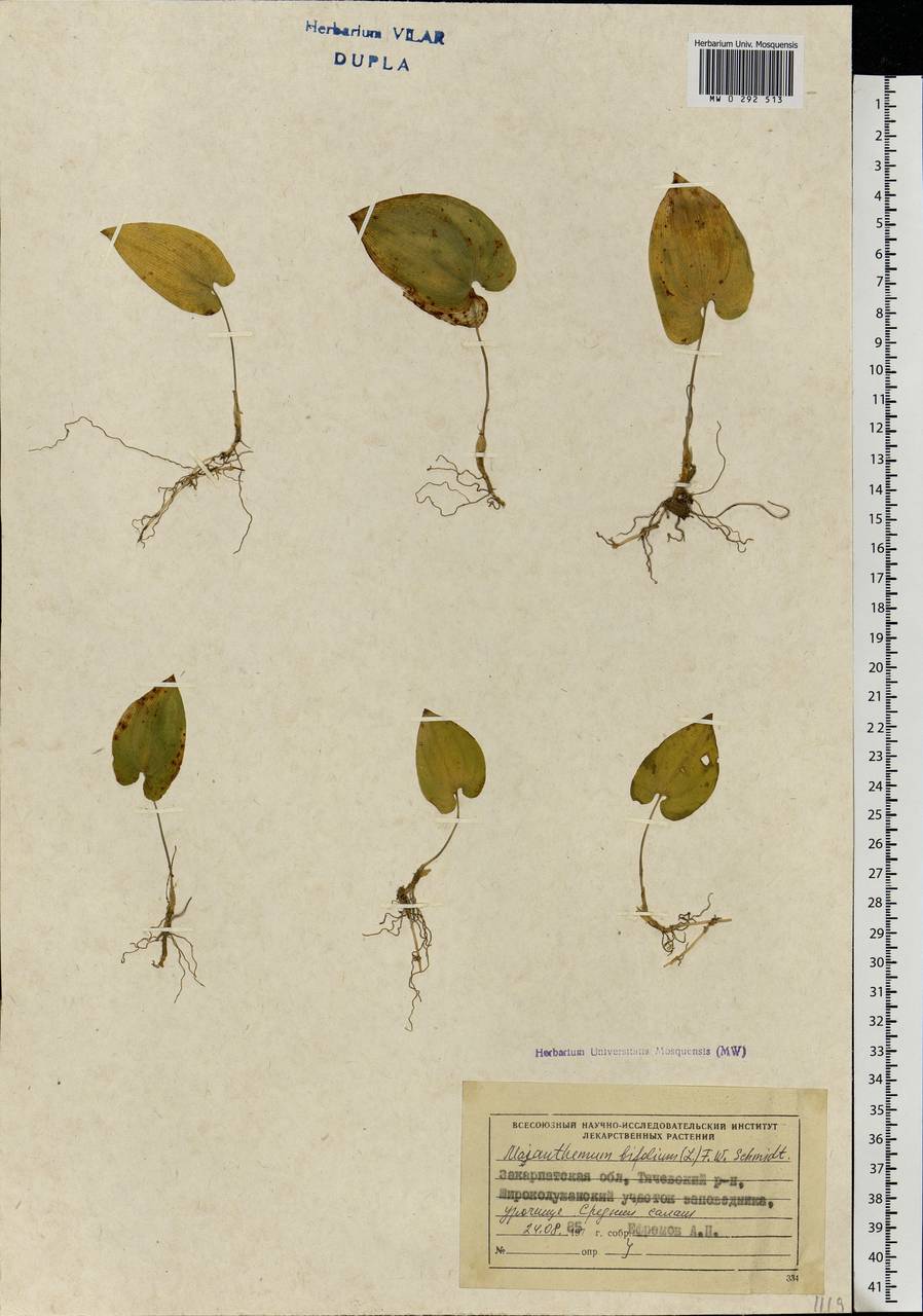 Maianthemum bifolium (L.) F.W.Schmidt, Eastern Europe, West Ukrainian region (E13) (Ukraine)