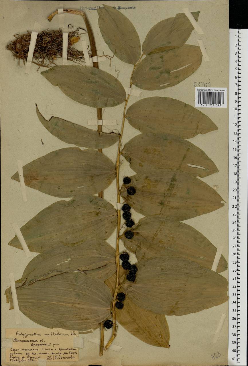 Polygonatum multiflorum (L.) All., Eastern Europe, North-Western region (E2) (Russia)
