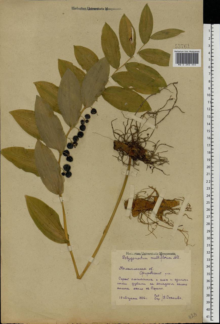 Polygonatum multiflorum (L.) All., Eastern Europe, North-Western region (E2) (Russia)