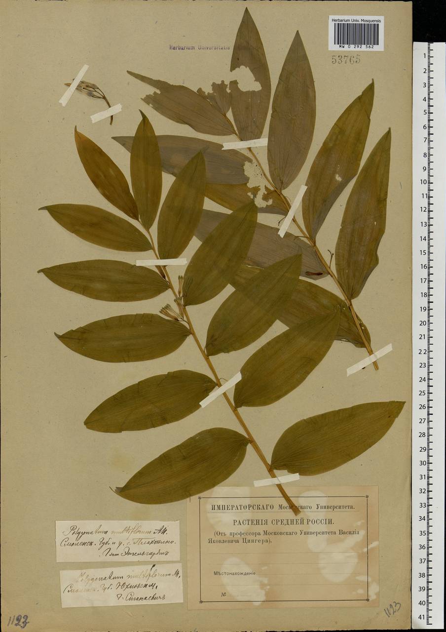 Polygonatum multiflorum (L.) All., Eastern Europe, Western region (E3) (Russia)