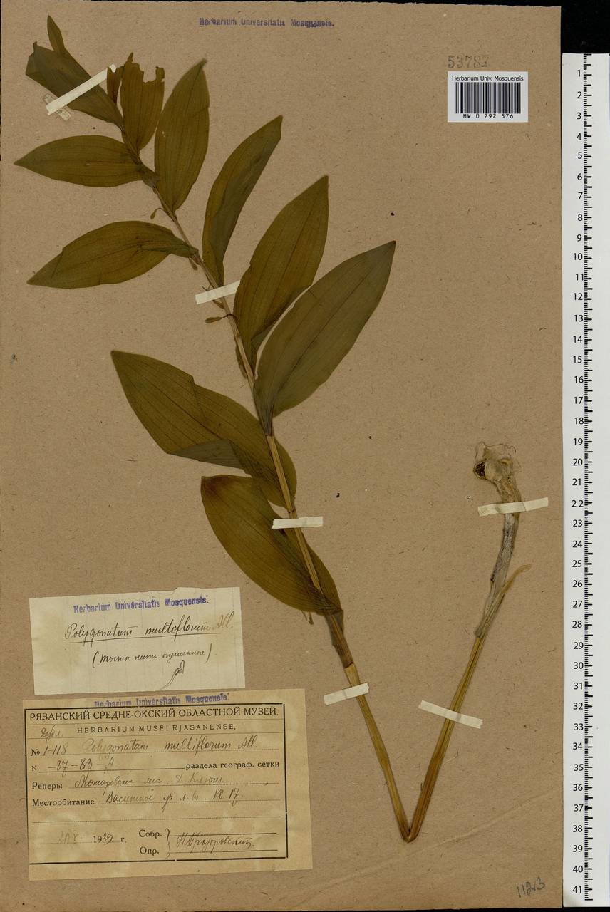 Polygonatum multiflorum (L.) All., Eastern Europe, Central region (E4) (Russia)