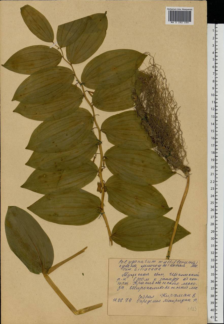 Polygonatum multiflorum (L.) All., Eastern Europe, Central region (E4) (Russia)