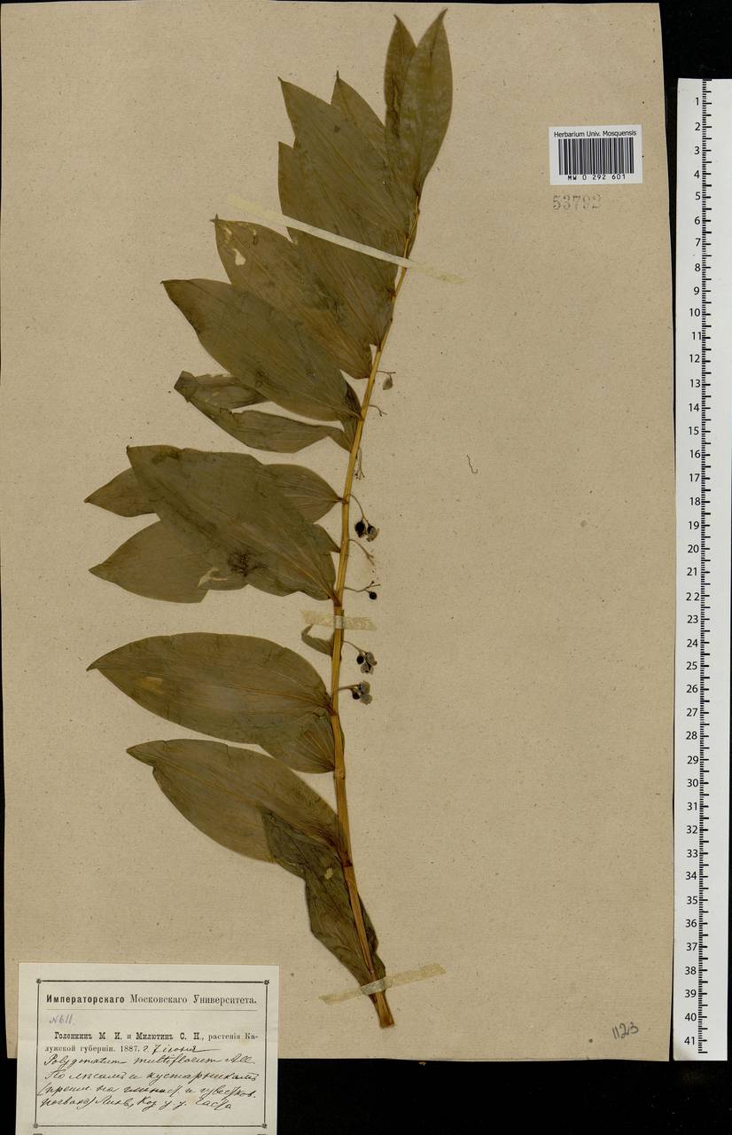 Polygonatum multiflorum (L.) All., Eastern Europe, Central region (E4) (Russia)