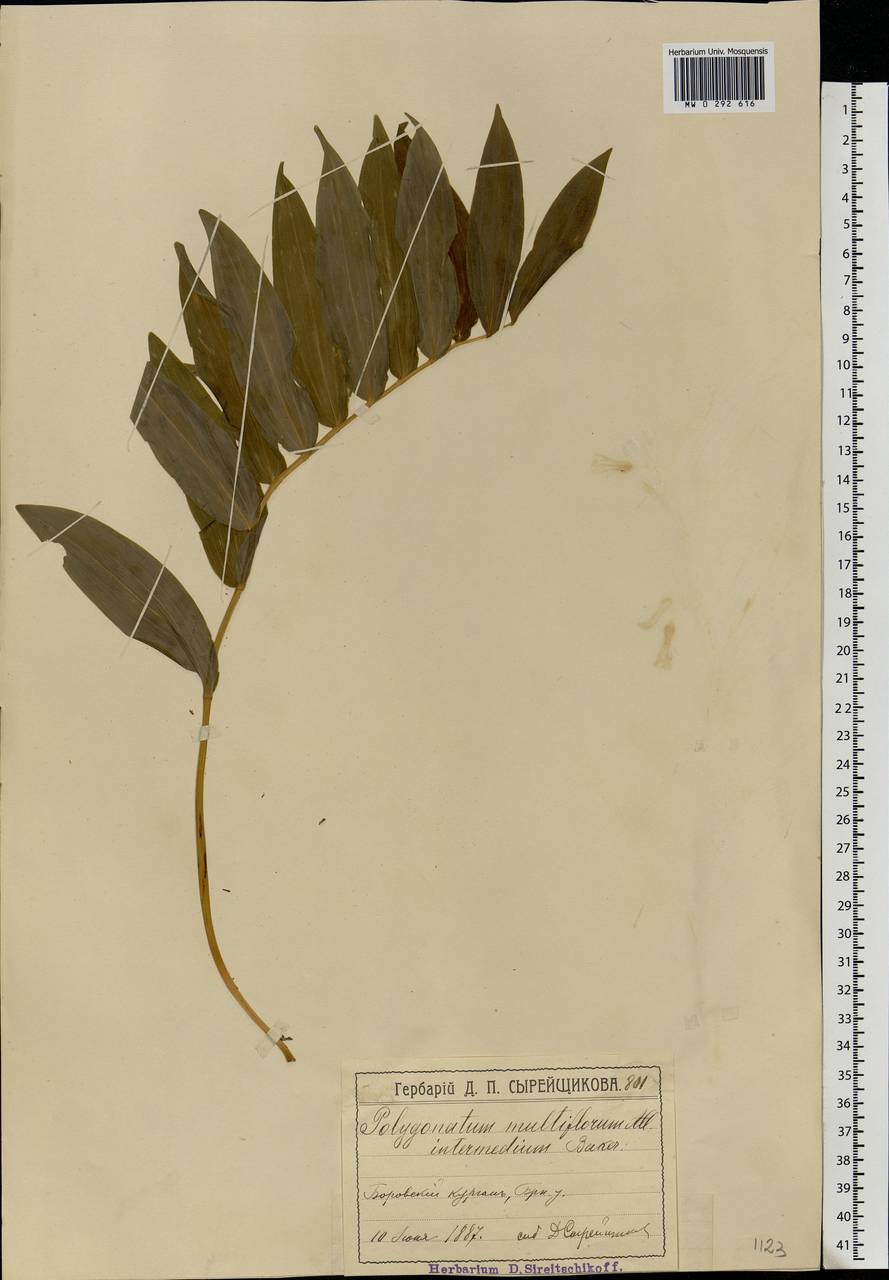 Polygonatum multiflorum (L.) All., Eastern Europe, Moscow region (E4a) (Russia)
